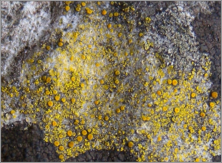 Caloplaca citrina