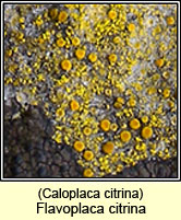 Caloplaca citrina