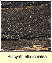 Placynthiella icmalea