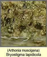 Arthonia muscigena