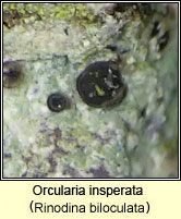 Rinodina biloculata