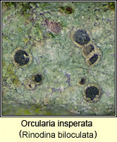 Orcularia insperata, Rinodina biloculata