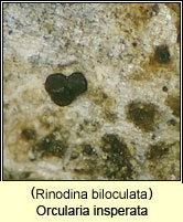 Orcularia insperata, Rinodina biloculata