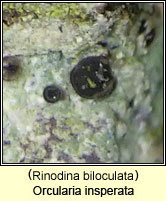 Orcularia insperata, Rinodina biloculata