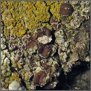 Lecanora hagenii