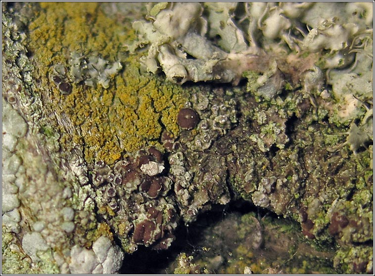 Lecanora hagenii