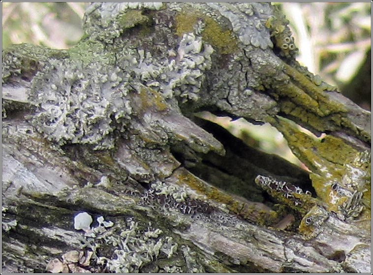 Lecanora hagenii