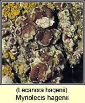 Myriolecis hagenii, Lecanora hagenii