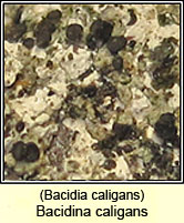 Bacidia caligans