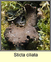 Sticta ciliata