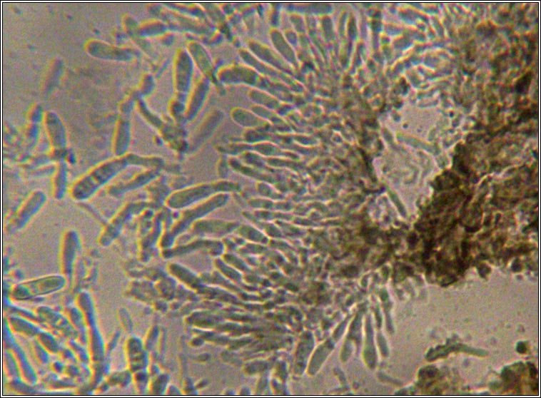 Mixtoconidium insidens, conidia