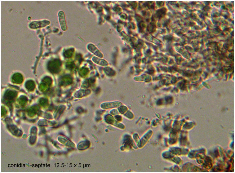 Mixtoconidium insidens, conidia