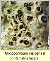 Mixtoconidium insidens (Mixtoconium canariense)