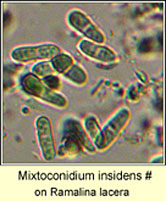 Mixtoconidium insidens (Mixtoconium canariense)