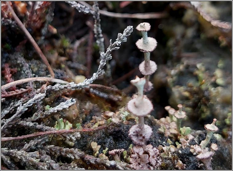 Cladonia verticillata, Cladonia cervicornis subsp verticillata