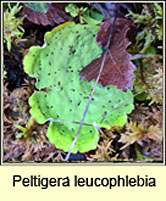 Peltigera leucophlebia