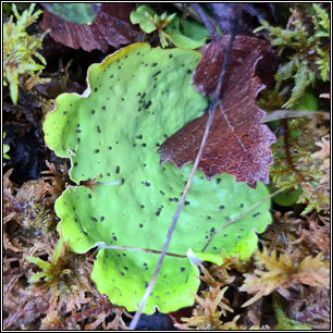 Peltigera leucophlebia