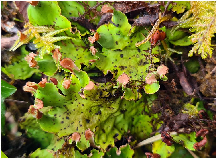 Peltigera leucophlebia