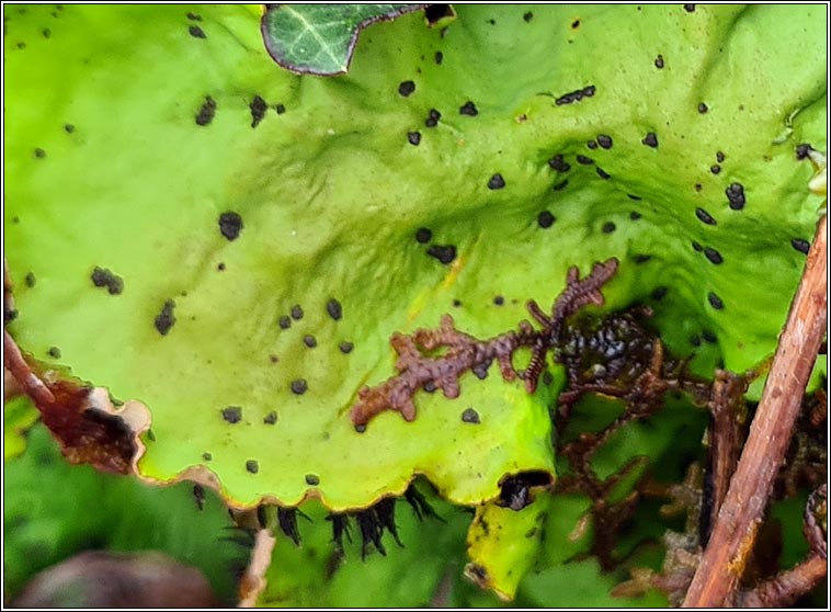 Peltigera leucophlebia