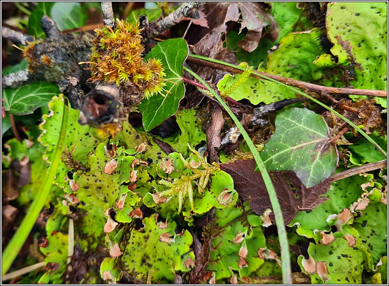 Peltigera leucophlebia