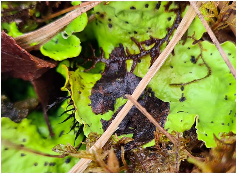 Peltigera leucophlebia