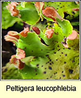 Peltigera leucophlebia