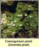 Dimerella pineti