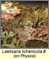 Laetisaria lichenicola