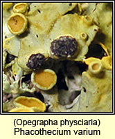 Phacothecium varium, Opegrapha physciaria