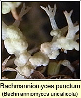 Bachmanniomyces uncialicola