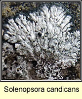 Solenopsora candicans