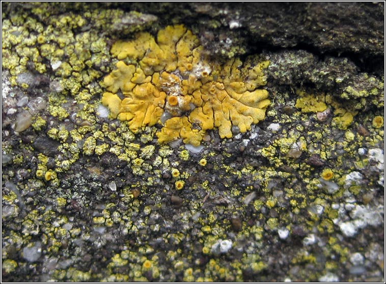 Caloplaca austrocitrina