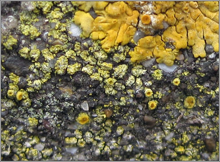 Caloplaca austrocitrina