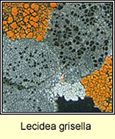 Lecidea grisella