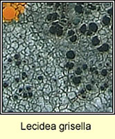 Lecidea grisella