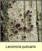 Leconora pulicaris