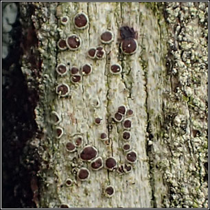 Lecanora pulicaris