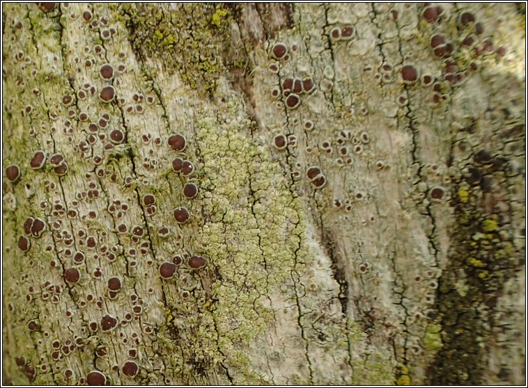 Lecanora pulicaris