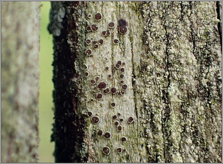 Lecanora pulicaris