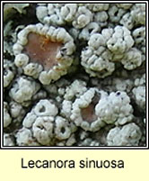 Lecanora sinuosa