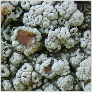 Lecanora sinuosa