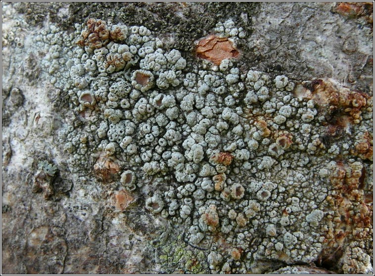 Lecanora sinuosa