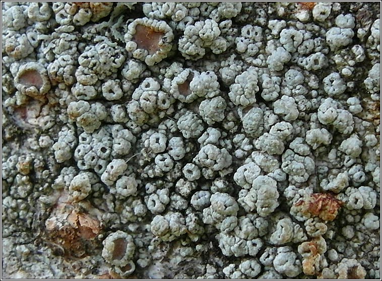 Lecanora sinuosa