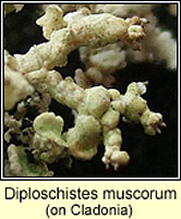 Diploschistes muscorum