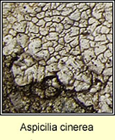 Aspicilia cinerea