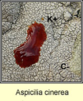 Aspicilia cinerea