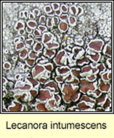 Lecanora intumescens