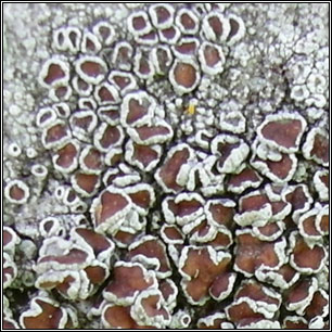 Lecanora intumescens