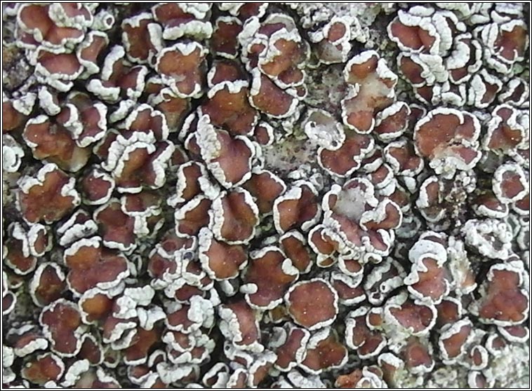 Lecanora intumescens