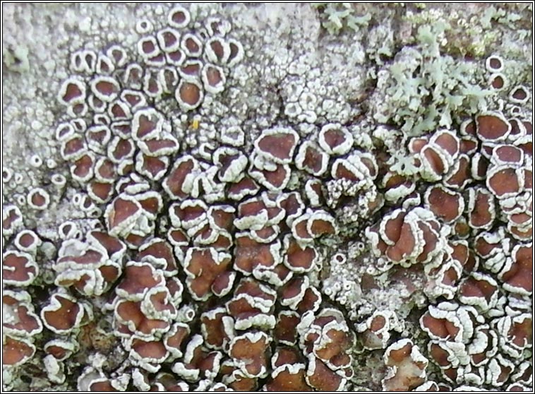 Lecanora intumescens